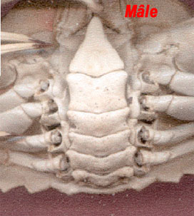 Abdomen grande Araigne de mer mle