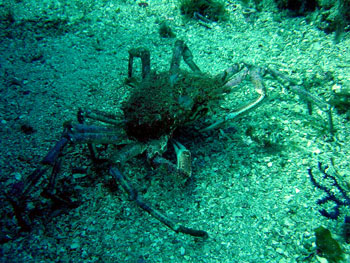 Grande Araigne de mer par ADB