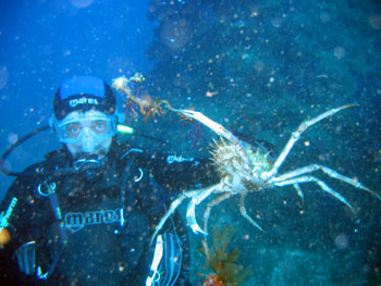Grande Araigne de mer par BD