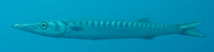 Barracuda par ADB