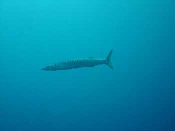 Barracuda par ADB