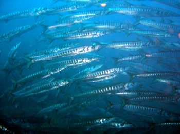 Barracudas par AC