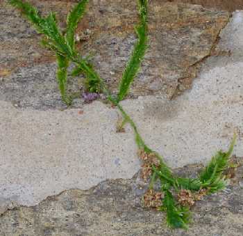 Caulerpa Taxifolia par ADB