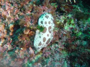 Dalmatien par ADB