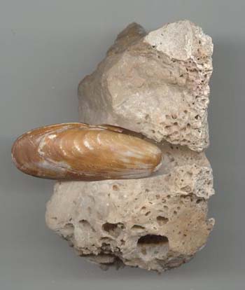 Date de Mer ou Lithophage par JPS