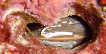 Date de Mer ou Lithophage par ADB