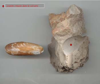 Date de Mer ou Lithophage par JPS