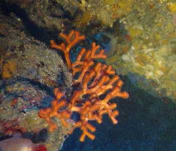 Faux Corail par ADB