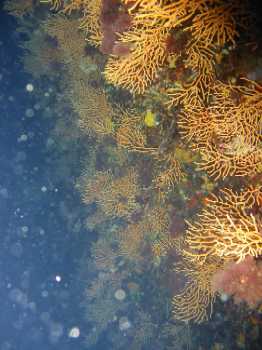 Gorgone jaune par TS