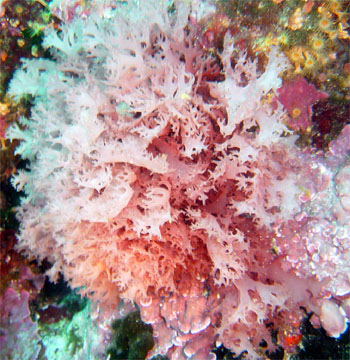 ALGUE ROUGE HALIMENIA par ADB