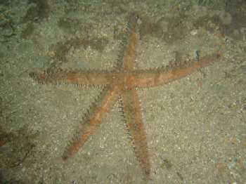 Etoile de mer glaciaire par ADB.