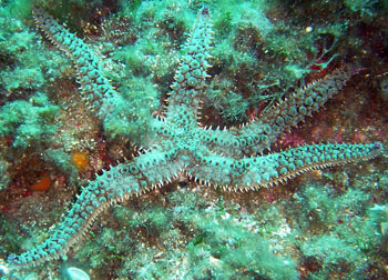 Etoile de mer glaciaire par ADB.
