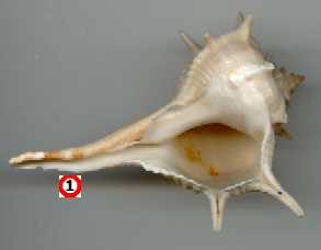 Murex pineux - face ventrale - par JPS