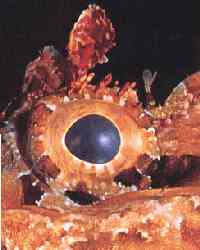 Oeil de Rascasse