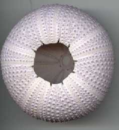 Test d'oursin regulier violet par JPS.