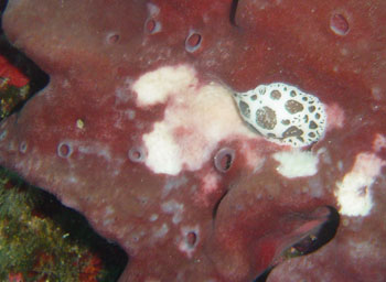 Dalmatien dgustant une ponge PETROSIA ficiformis par ADB