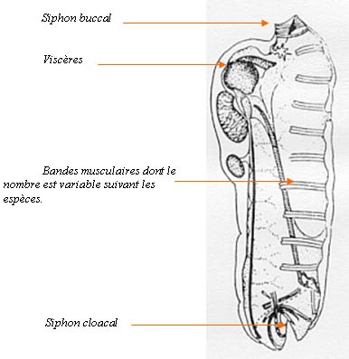 Shema de Salpe
